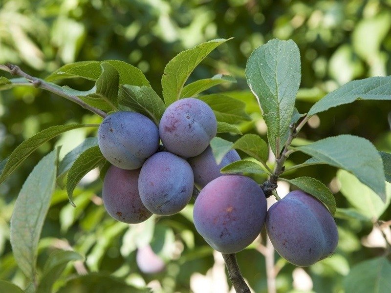 Слива купить саженцы из питомника {2}